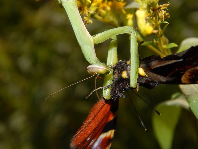 Mantide preda Aglais io